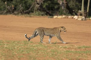 Deserted Savanna Landscape Photo Drucke: Leopard