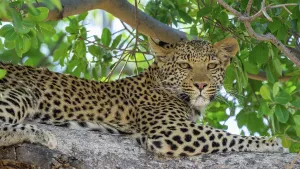 Okavango River Landscape Drucke: Leopard