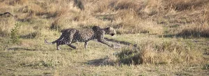 Leopard Wildlife Photography Drucke: Leopard