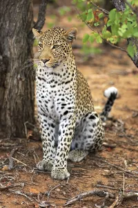 African Savannah Drucke: Leopard