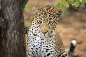 Wild Animal Landscape Photo Drucke: Leopard