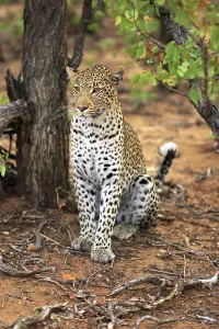 Deserted Grassland Landscape Drucke: Leopard