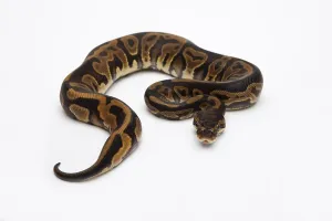 Deserted Studio Drucke: Leopard Ball Python or Royal Python (Python regius)