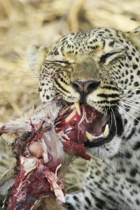 Feliformia Wildlife Images Drucke: Leopard eats impala