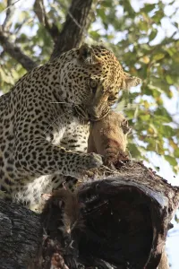 Feliformia Mammalian Predators Drucke: Leopard eats impala in a tree