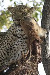 Animal Feed In Natural Environment Drucke: Leopard eats impala in a tree