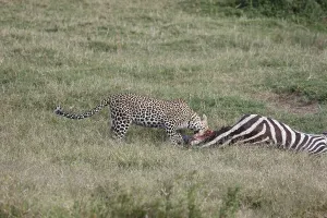 Feliformia Predator Species Drucke: Leopard on the kill