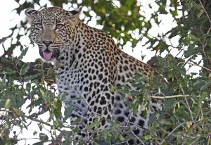 Big Cat Behavior Drucke: Leopard, S