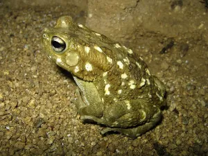 Batrachian Wildlife Photography Drucke: Leopard toad