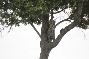 African Wild Animal Images Drucke: Leopard on a tree