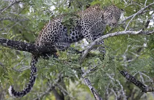 Predator Cat Photography Drucke: Leopard on a tree, S
