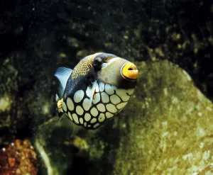 Leoparden-Anglerfisch, Leoparden-Anglerfisch