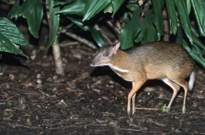 Artiodactyla Species Pictures Drucke: Lesser Malay java mouse deer (Tragulus javanicus)