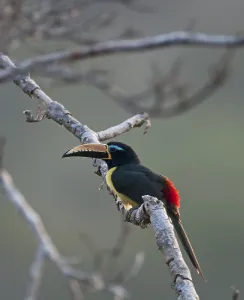 Woodpeckers In Nature Drucke: Lettered Aracari (Pteroglossus inscriptus)