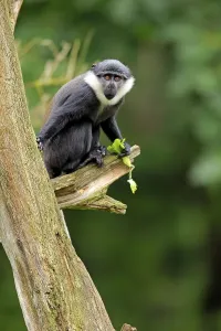 Monkey Looking At Camera Drucke: L'Hoest's Monkey (Cercopithecus lhoesti)