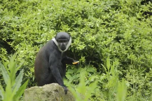 Primate Animals Drucke: L'hoest's monkey (Cercopithecus lhoesti)