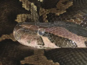Empty Deserted Landscape Photos Drucke: Light-coloured tiger python (Python molurus molurus)