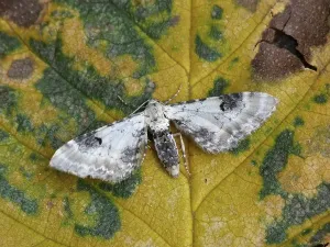 Summer Nature Scenes Europe Drucke: Lime-speck Pug (Eupithecia centaureata)