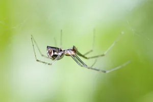 Spider Web Close Up Drucke: Linyphia triangularis