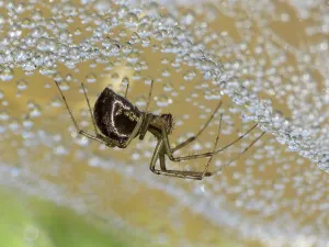 Arthropod Wildlife Pictures Drucke: Linyphia triangularis (Linyphia triangularis)