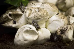 Deserted Nesting Site Drucke: Little baby python hatching from the egg