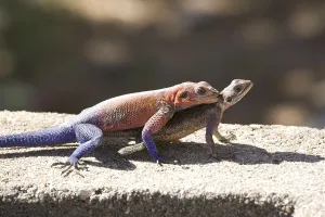 Lepidosauria Species Images Drucke: Lizard (???)