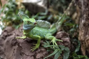No People Desert Scene Drucke: Lizard