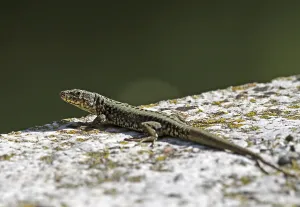 Deserted Lizard Habitat Drucke: Lizard