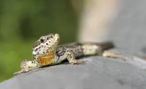 Reptile Habitat Drucke: Lizard