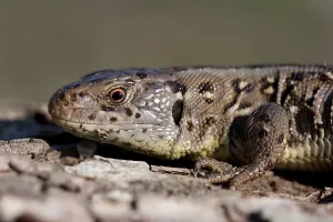 Animal In The Wild Images Drucke: Lizard
