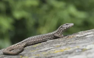 Deserted Lizard Habitat Drucke: Lizard