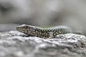 Deserted Lizard Habitat Drucke: Lizard
