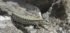 Common Wall Lizard Habitat Drucke: Lizard