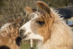 Llama Portrait Drucke: Llama (Lama glama), Vorderstoder