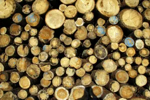 Tree Trunk Material Drucke: Logs
