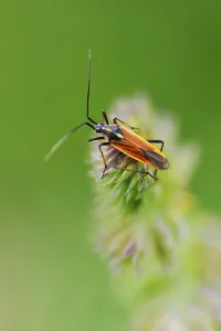 True Bug Images Drucke: Long haired dagger bug