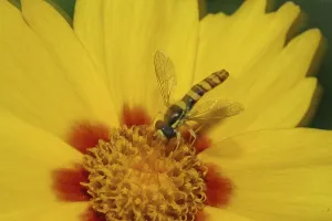 Insect Photography Tips Drucke: Long hoverfly (Sphaerophoria scripta)