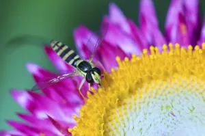 Syrphid Fly Species Drucke: Long hoverfly (Sphaerophoria scripta)