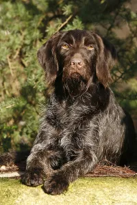 Deserted Landscape Animal Drucke: Lying German Wirehaired Pointer
