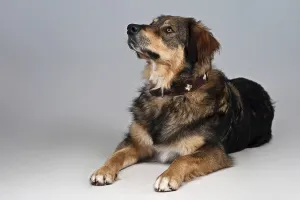 Domestic Mammal Pictures Drucke: Lying mongrel