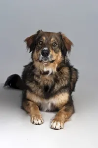 Dog Looking At The Camera Drucke: Lying mongrel