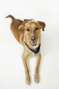 Schlauer Hund, schaut auf.