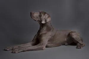 Dog Breeds In Nature Drucke: Lying Weimaraner