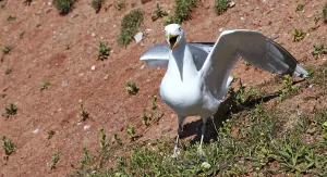 German Wildlife Photography Tour Drucke: M