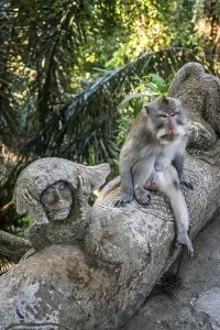 Macaque Monkey Drucke: Macaque (Macaca), monkey, monkey