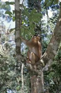 Malaysia Travel Photography Drucke: Macaque (Macaca sp.)