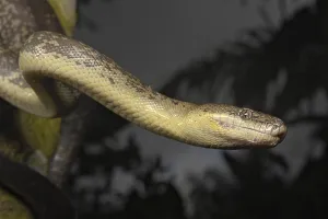 Macklots Python (Liasis mackloti)