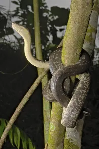 Australasian Wildlife Images Drucke: Macklot's python (Liasis mackloti) Papuan Macklot's python (Liasis mackloti) Papuan