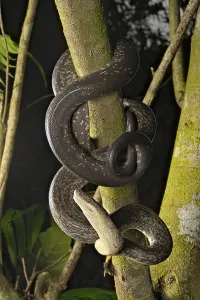 Scaled Reptile Fauna Drucke: Macklot's python (Liasis mackloti) Papuan Macklot's python (Liasis mackloti) Papuan