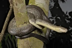 Scaled Reptile Wildlife Photography Drucke: Macklot's python (Liasis mackloti) Papuan Macklot's python (Liasis mackloti) Papuan